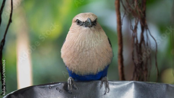 Obraz Blue-bellied Roller at a feeder