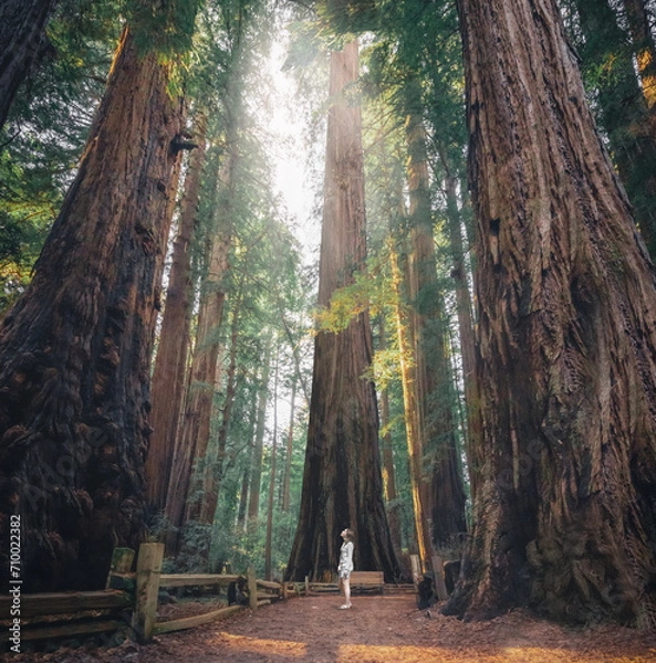 Obraz Giant Sequoia Trees California
