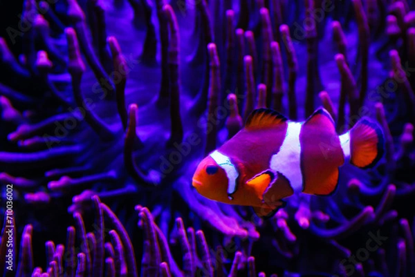 Obraz błazenek, clownfish, 
