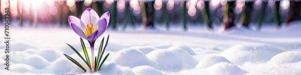 Fototapeta Photorealistic banner first spring flower bloomed among snow on blurred forest background, background for design for Valentine's Day or Women's Day, place for text