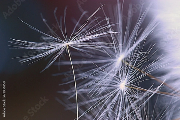 Fototapeta dandelion seeds macro ease