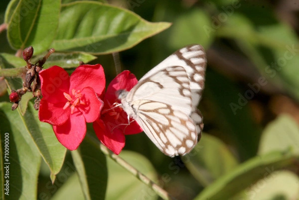 Fototapeta un papillon en pleine nutritionj