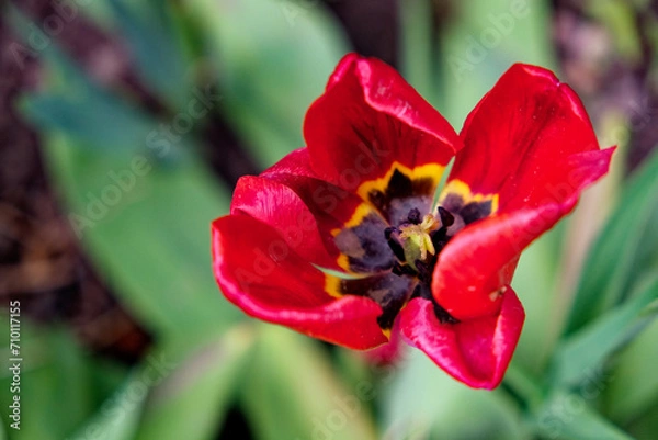 Fototapeta The image shows a bright red tulip, its petals open revealing the inner parts.