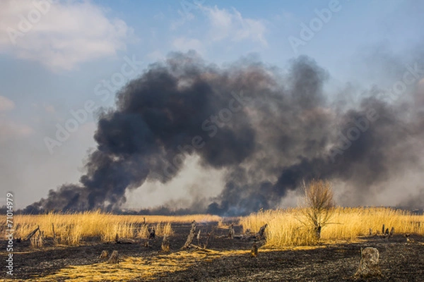 Fototapeta Wildfire in the field with dry grass