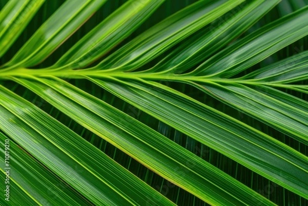 Obraz Vibrant Green Palm Leaf Texture, Nature Background