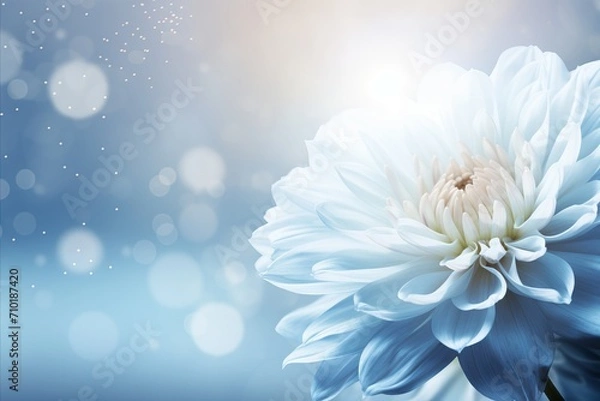 Fototapeta White chrysanthemum on magical bokeh background with ample text space on the left side