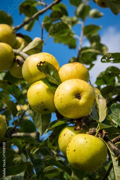 Fototapeta Branch with organic apples in orchard