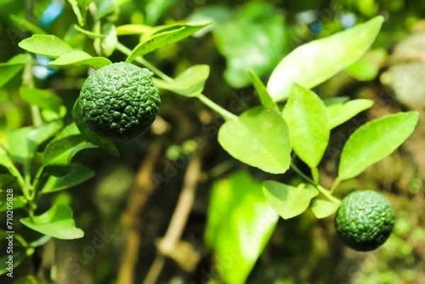 Fototapeta limes on the tree