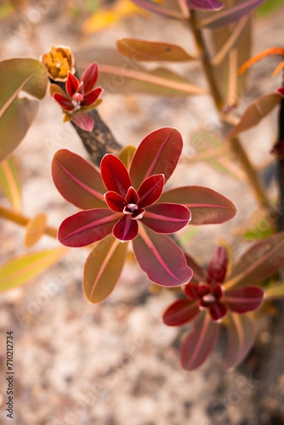 Obraz Flor do cerrado