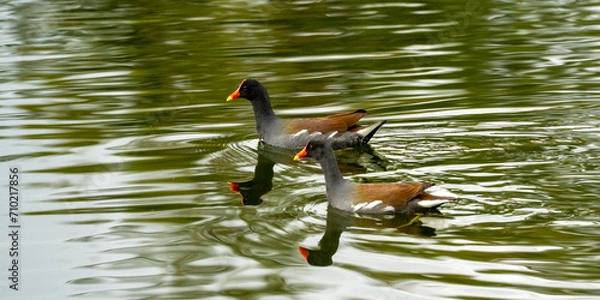 Obraz duck in the water