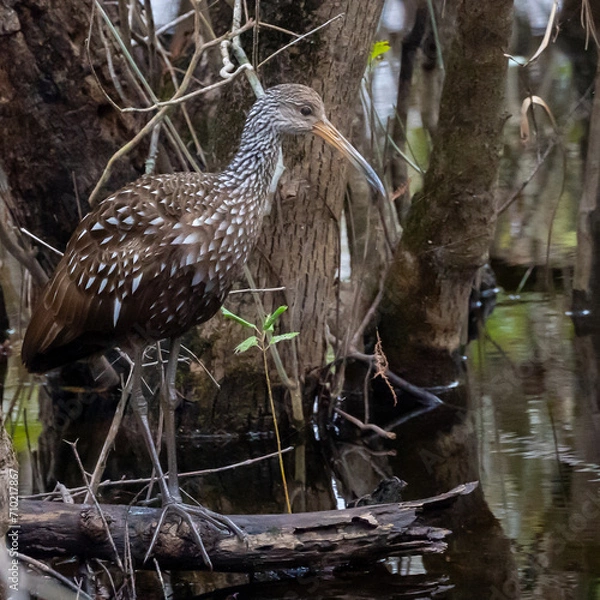 Obraz Green Heron