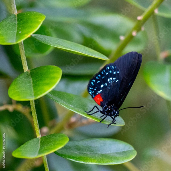 Obraz butterfly on flower