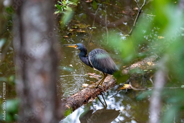 Obraz Little Blue Heron