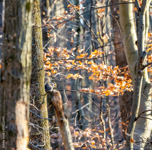 Obraz squirrel in the forest