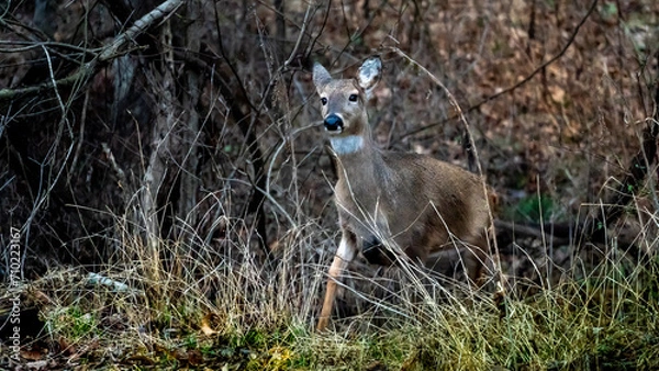 Obraz deer in the forest