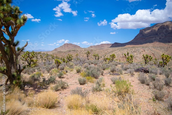 Fototapeta Desert Landscape