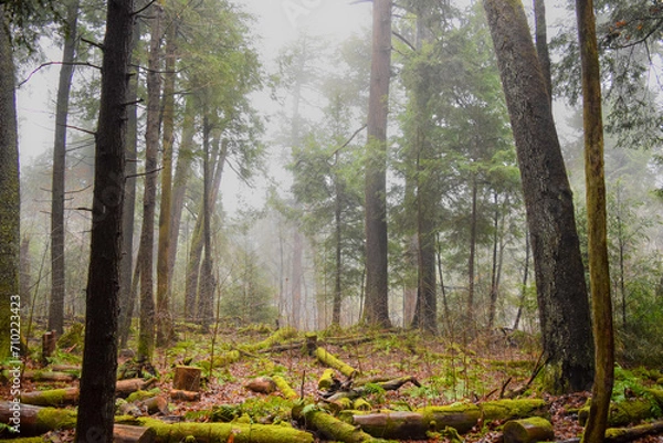 Obraz Fog in the Forest
