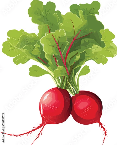Obraz radish vector illustration