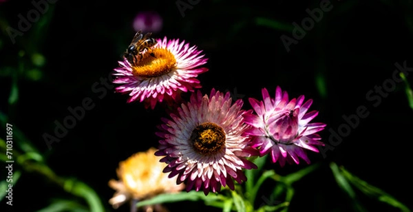 Fototapeta Bee on flower