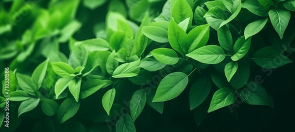 Fototapeta Zbliżenie grupy zielonych liści, natury, generatywnej sztucznej inteligencji