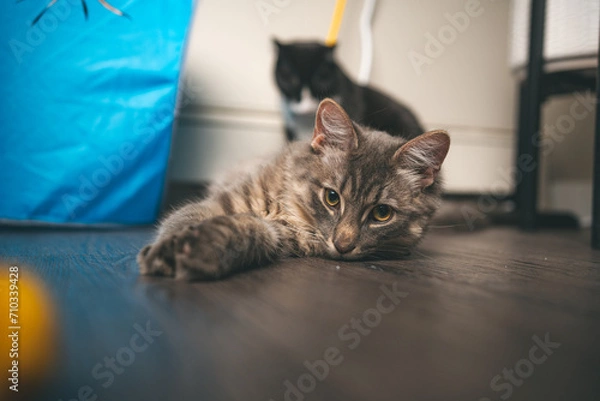 Obraz Cats playing on a couch