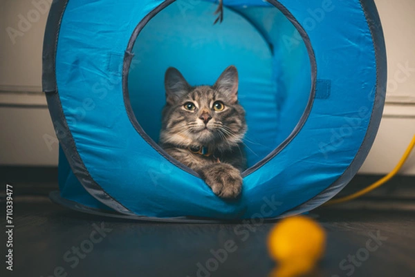 Obraz Cats playing on a couch