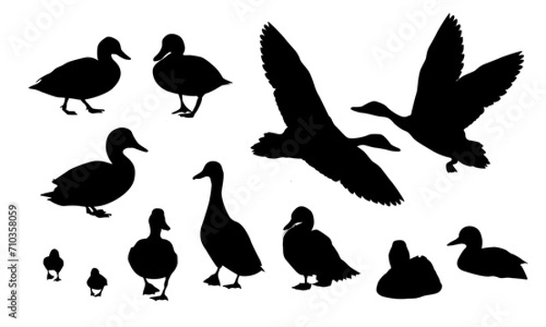 Fototapeta Set of duck silhouettes. Mallard duck Anas platyrhynchos. Realistic vector illustration of wild birds of Europe, America and North Africa.