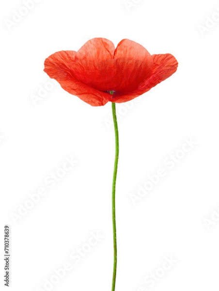 Obraz Red Poppy isolated on white  background.