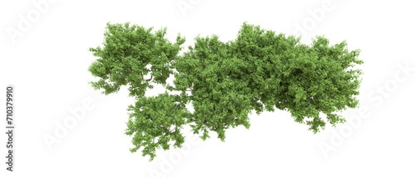 Fototapeta Green forest isolated on background. 3d rendering - illustration