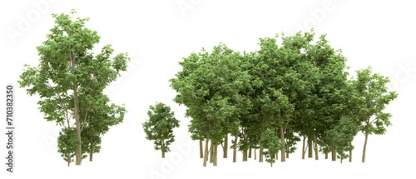 Obraz Green forest isolated on background. 3d rendering - illustration