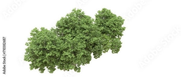 Fototapeta Green forest isolated on background. 3d rendering - illustration