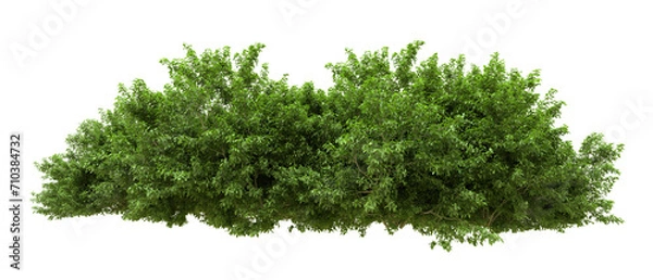 Obraz Green forest isolated on background. 3d rendering - illustration