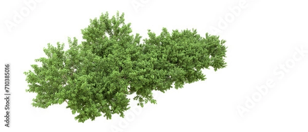 Fototapeta Green forest isolated on background. 3d rendering - illustration