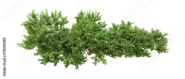 Fototapeta Green forest isolated on background. 3d rendering - illustration
