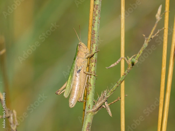 Obraz A small grasshopper sitting on a plant