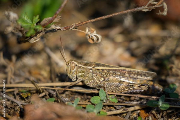 Fototapeta An Italian locust resting on the ground
