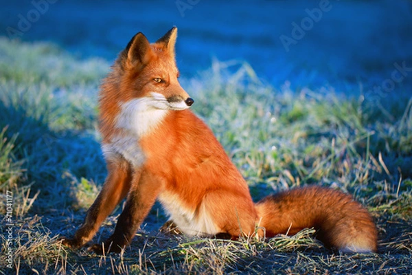 Obraz red fox
