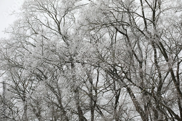 Fototapeta White snow on a bare tree branches on a frosty winter day, close up. Natural background. Selective botanical background.