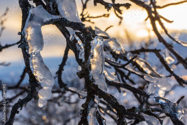 Obraz Frozen ice on branches