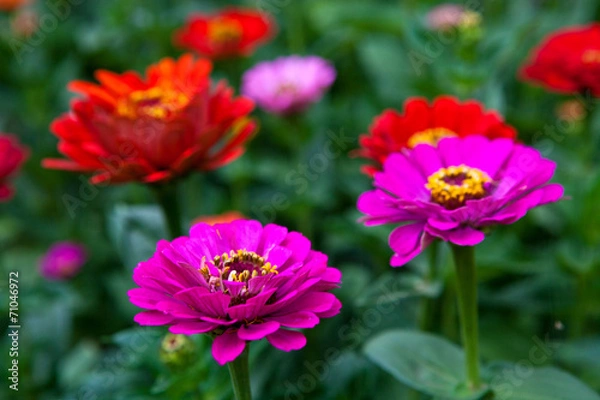 Fototapeta Цветы на клумбе