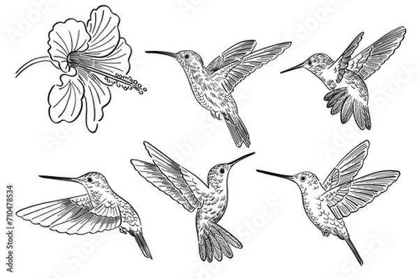 Fototapeta hand drawn doodle style pattern of colibri