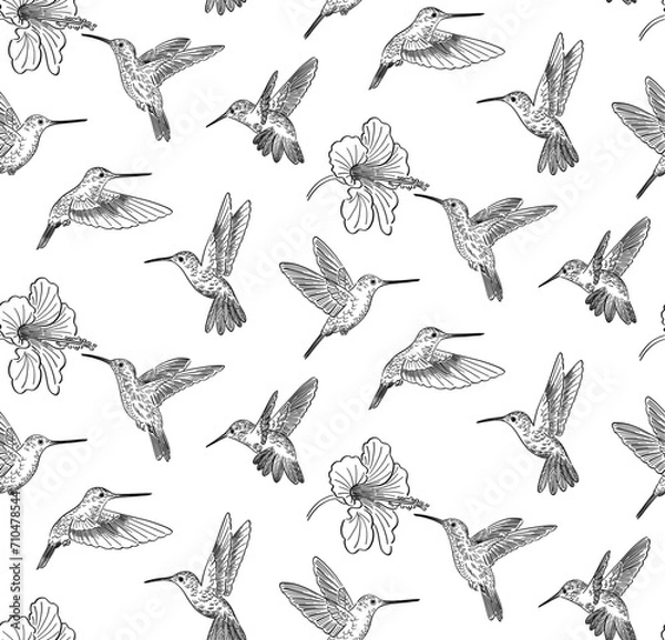 Fototapeta hand drawn doodle style pattern of colibri