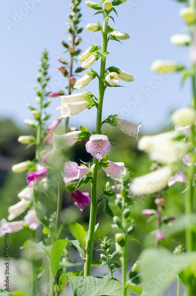 Obraz ジギタリス