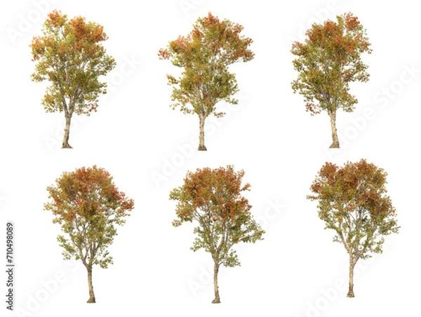 Obraz Isolated autumn trees on a transparent background