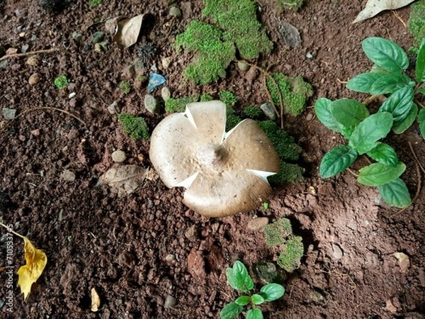 Obraz mushrooms on the tree