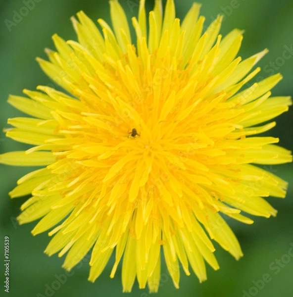 Fototapeta Dandelion Closeup