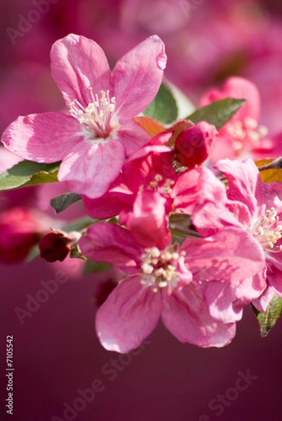 Obraz Crabapple Blossom 2