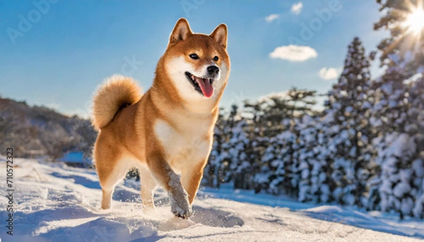 Fototapeta A happy shiba inu in the snow in a sunny day