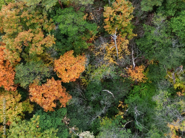 Obraz 紅葉した森の空撮