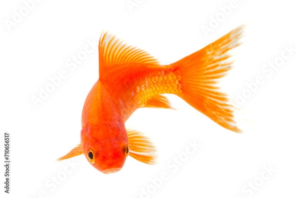 Obraz Goldfish isolated on the white background, clipping paths included in file.